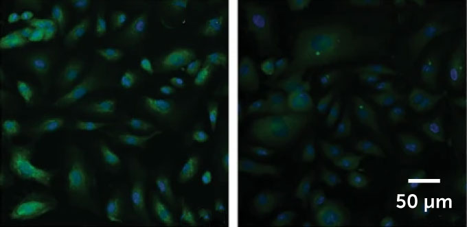 There are two panels in this image. On the left, cells glow green. On the right, the image is much dimmer and the cells are not as bright.